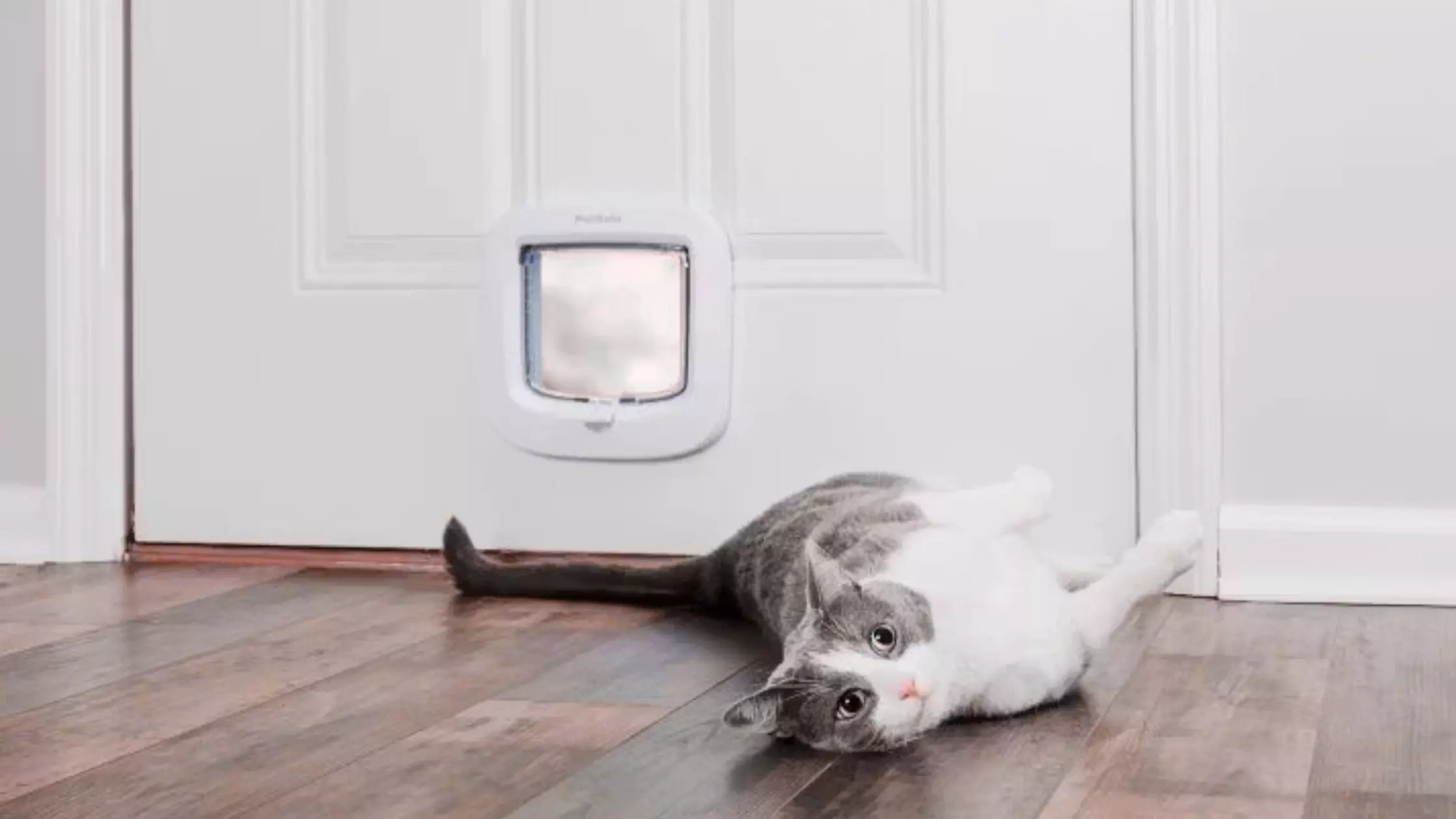 train a cat to use a pet door